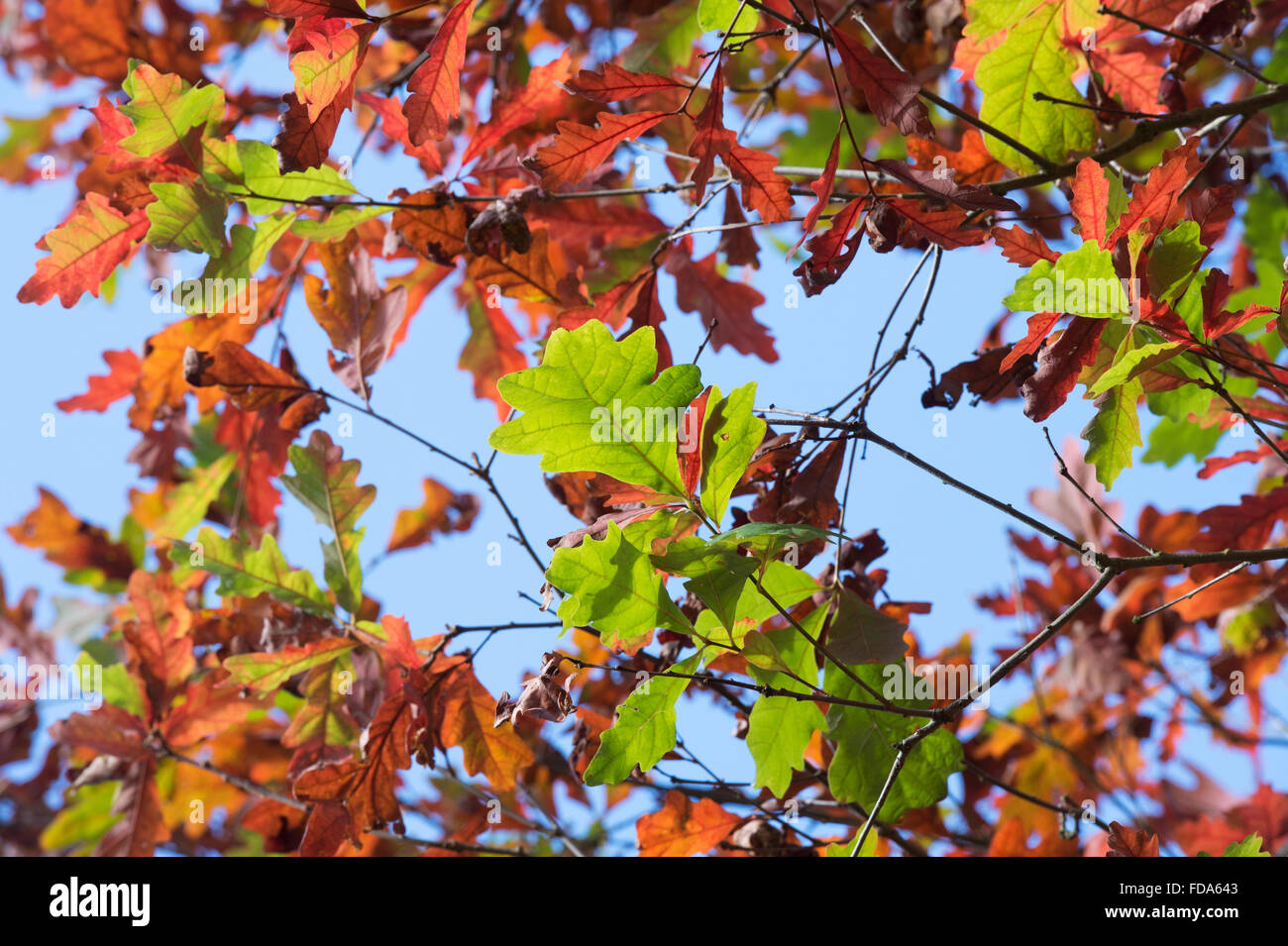 Quercus ellipsoidalis. Northern pin oak leaves in autumn Stock Photo