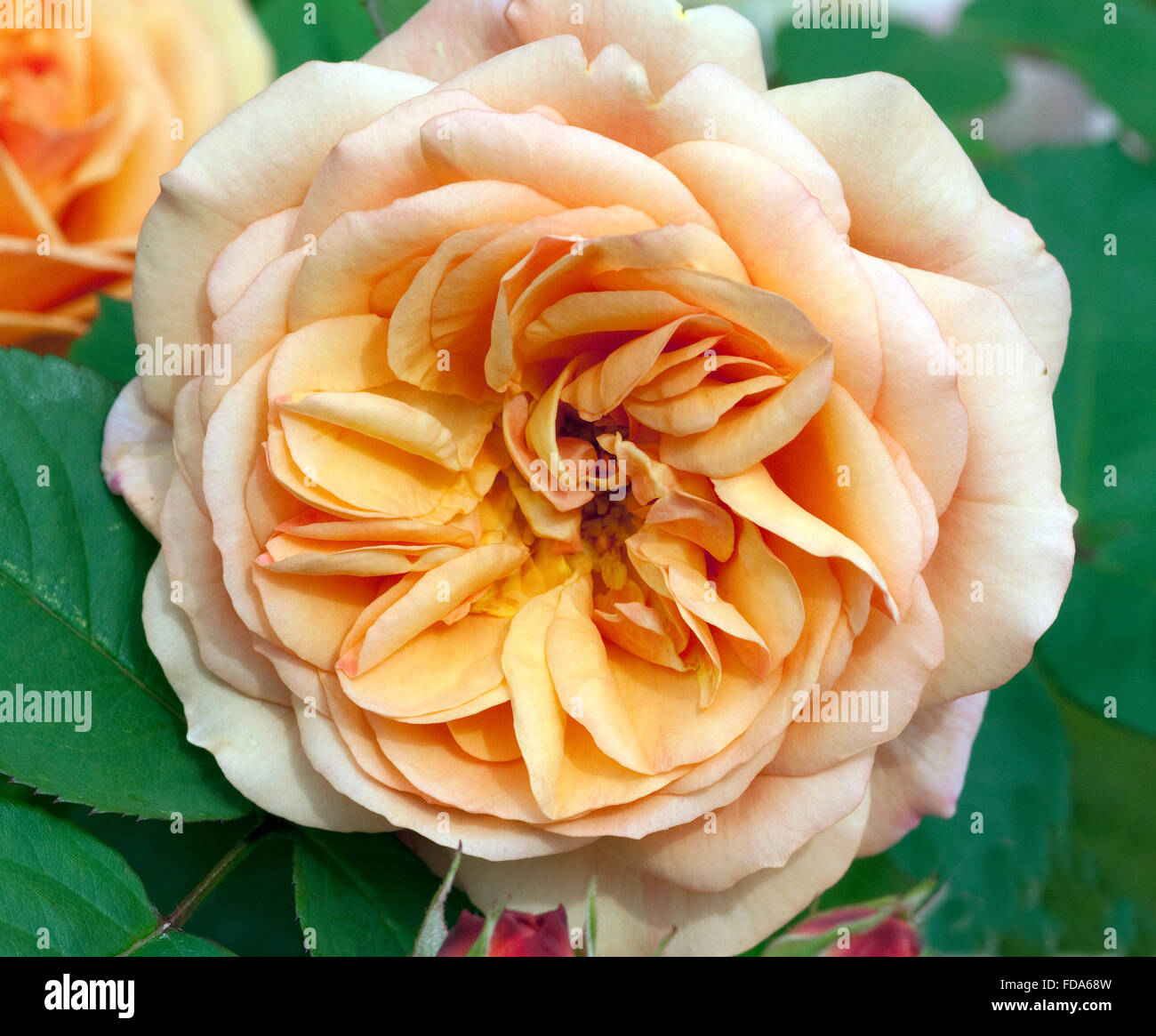 Englische Rose, Charles Austin Stock Photo