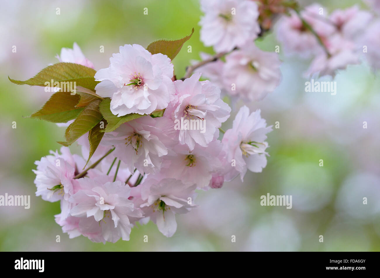 Flowering Japanese cherry tree (Prunus serrulata), branch with flowers, North Rhine-Westphalia, Germany Stock Photo