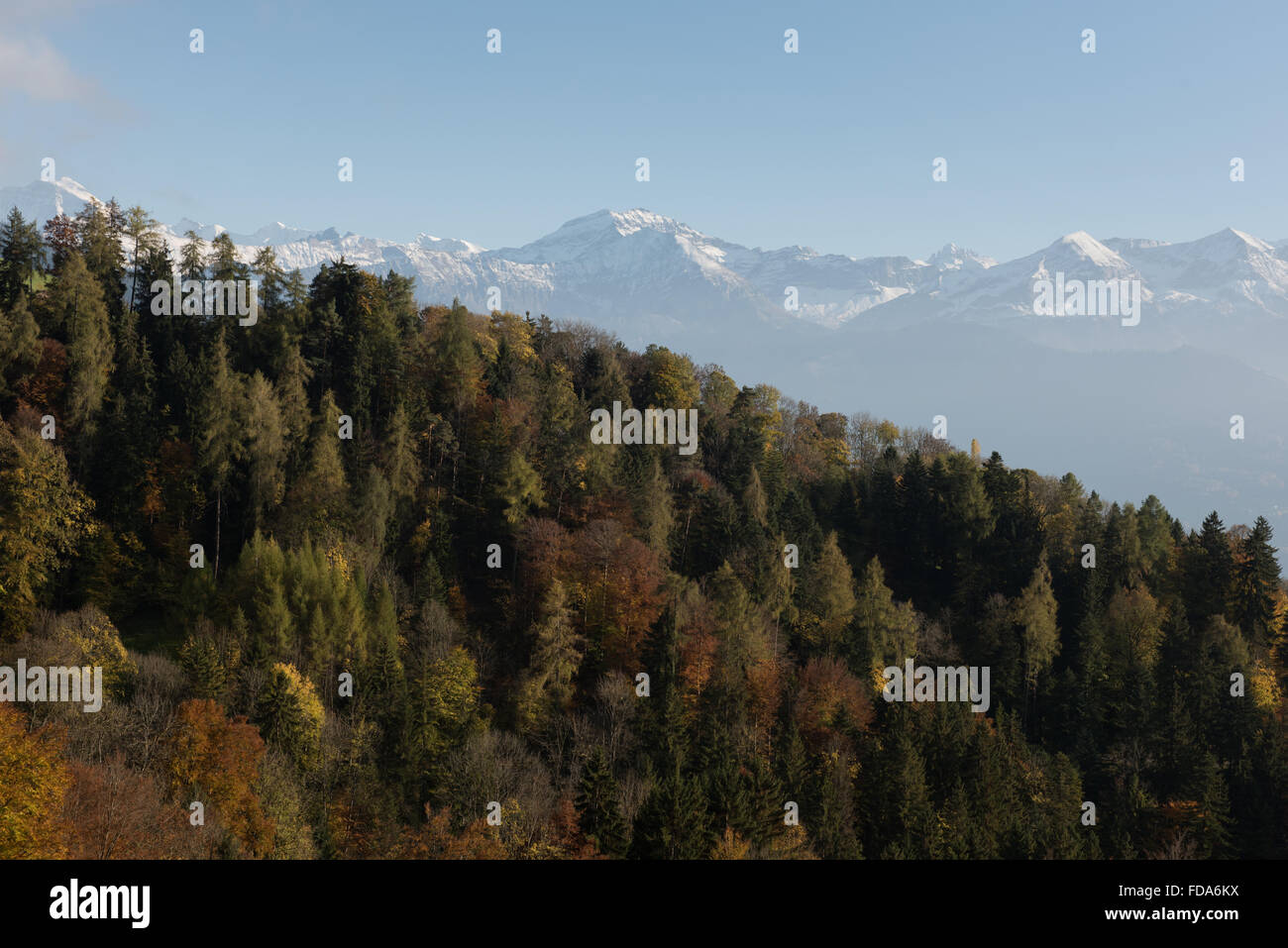 Sigriswil, Switzerland, Herbstfaerbung the trees Stock Photo