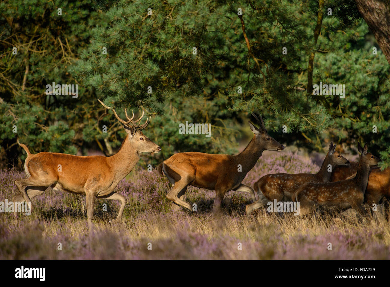 Running herd of red deer near pine trees Stock Photo Alamy