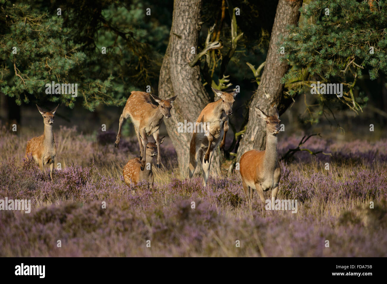 Red deer does and calfs, running, jumping and leaping when leaving the forest Stock Photo