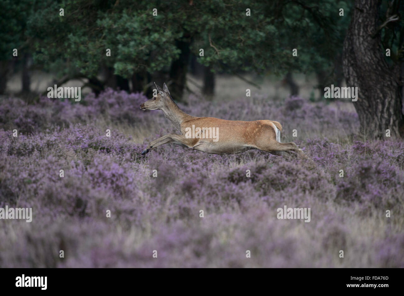 Running and jumping red deer doe in blossoming purple heather Stock Photo