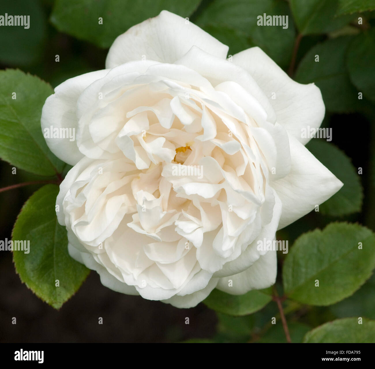 Weisse Rosen High Resolution Stock Photography and Images - Alamy