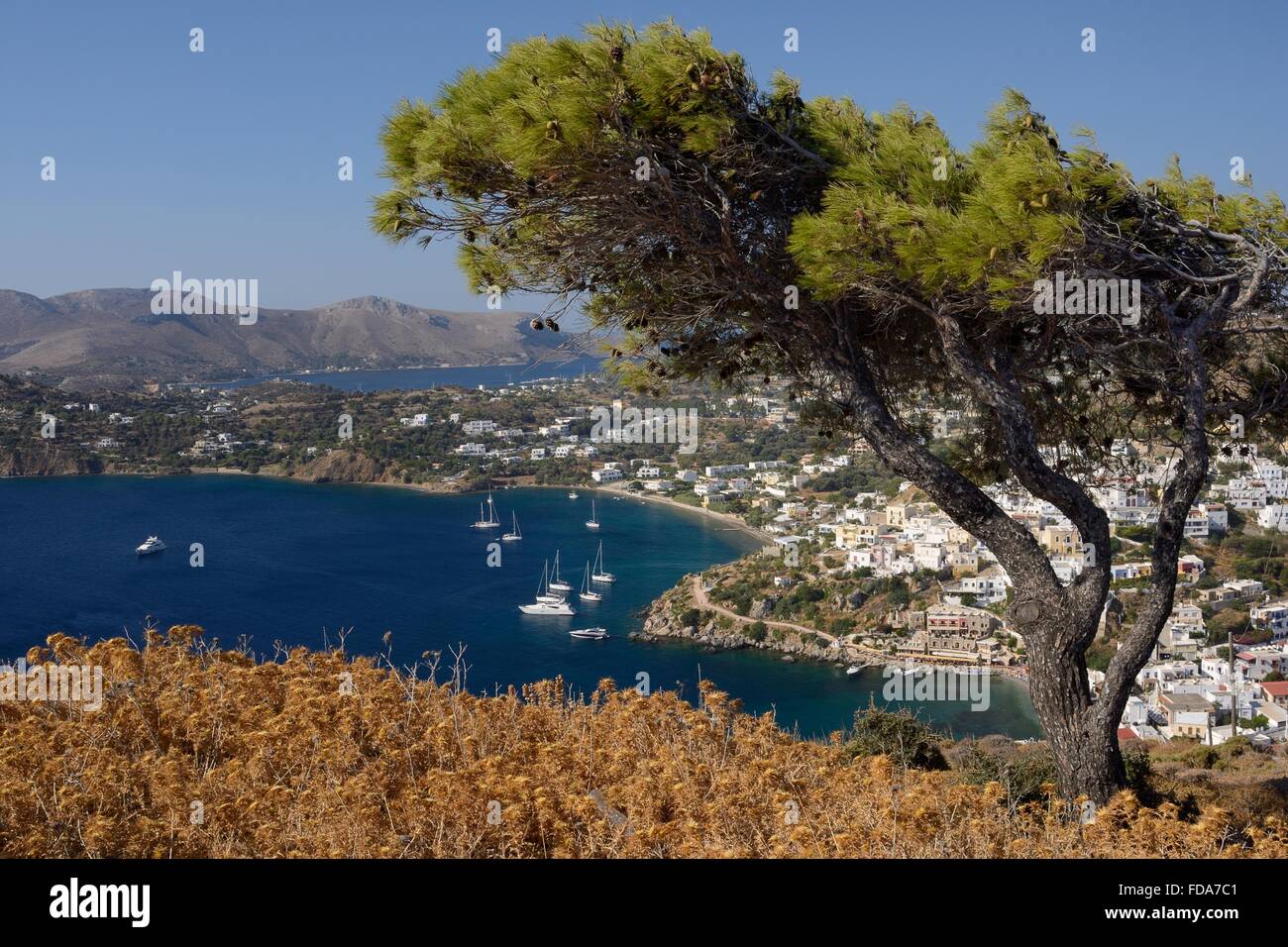 Turkish pine tree (Pinus brutia) on a hilltop above Panteli harbour and village, Leros, Dodecanese Islands, Greece. Stock Photo