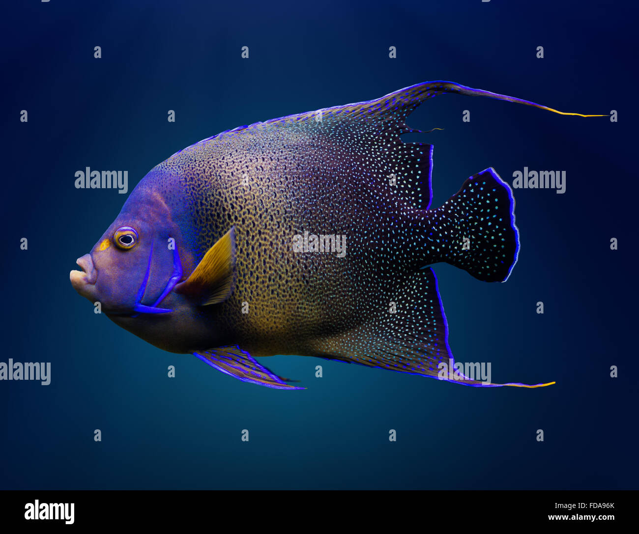 Sea life: adult Koran angelfish, or semicircle angelfish (Pomacanthus semicirculatus), on natural blue background Stock Photo