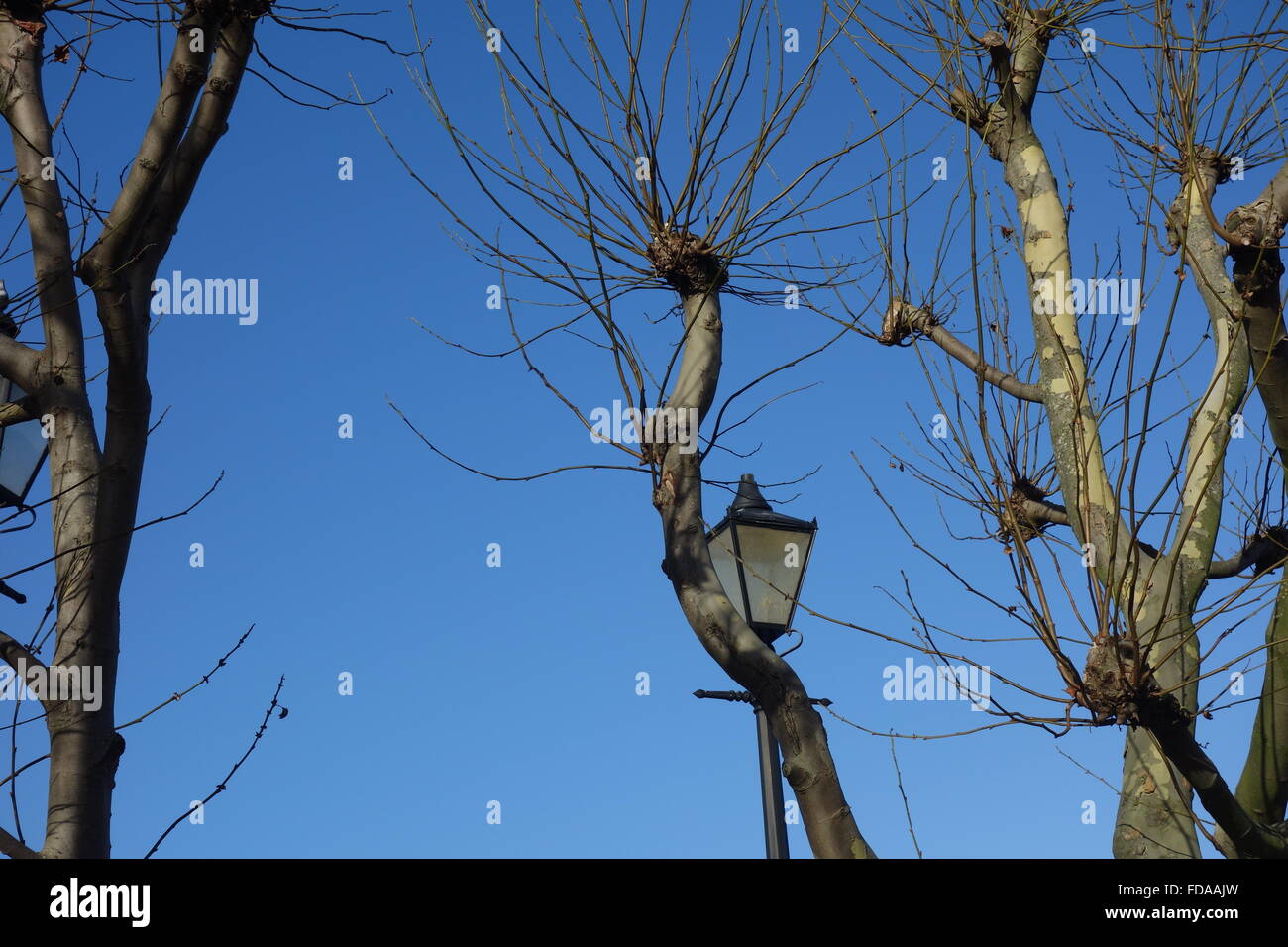 Winter trees and Lamp Post, Thames  Path, Rotherhithe, London Stock Photo