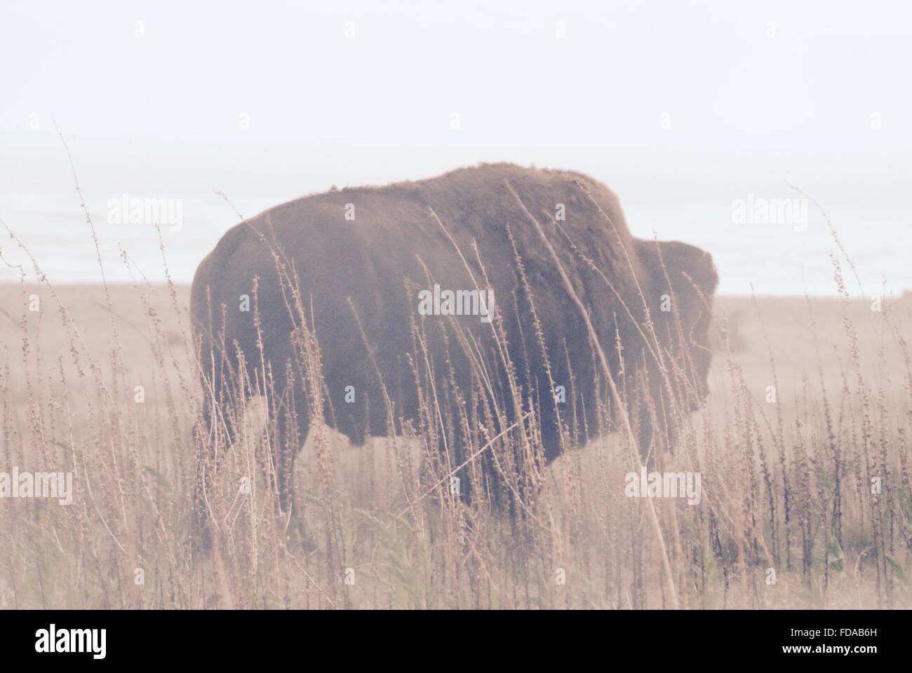 American bison out west. Stock Photo