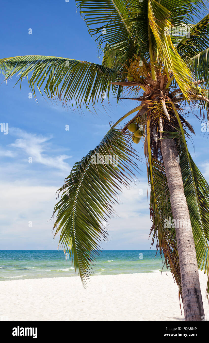 Sunny tropical beach with palm-tree and white sand Stock Photo - Alamy