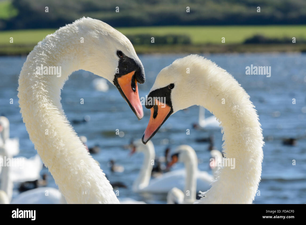 A pair of mute swans perform a courtship ritual, or mating dance, at
