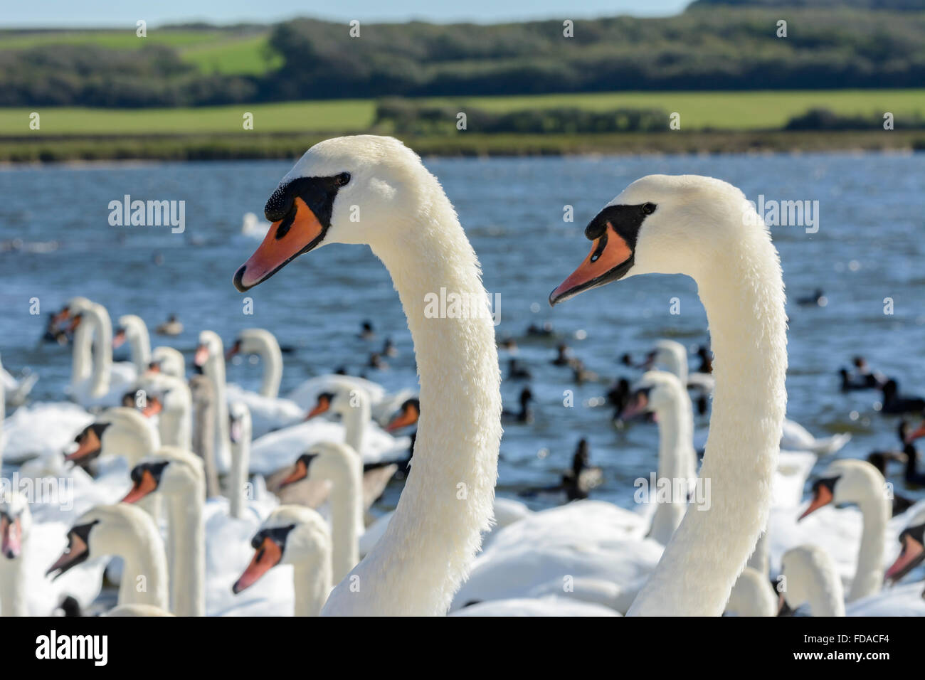 A pair of mute swans perform a courtship ritual, or mating dance, at