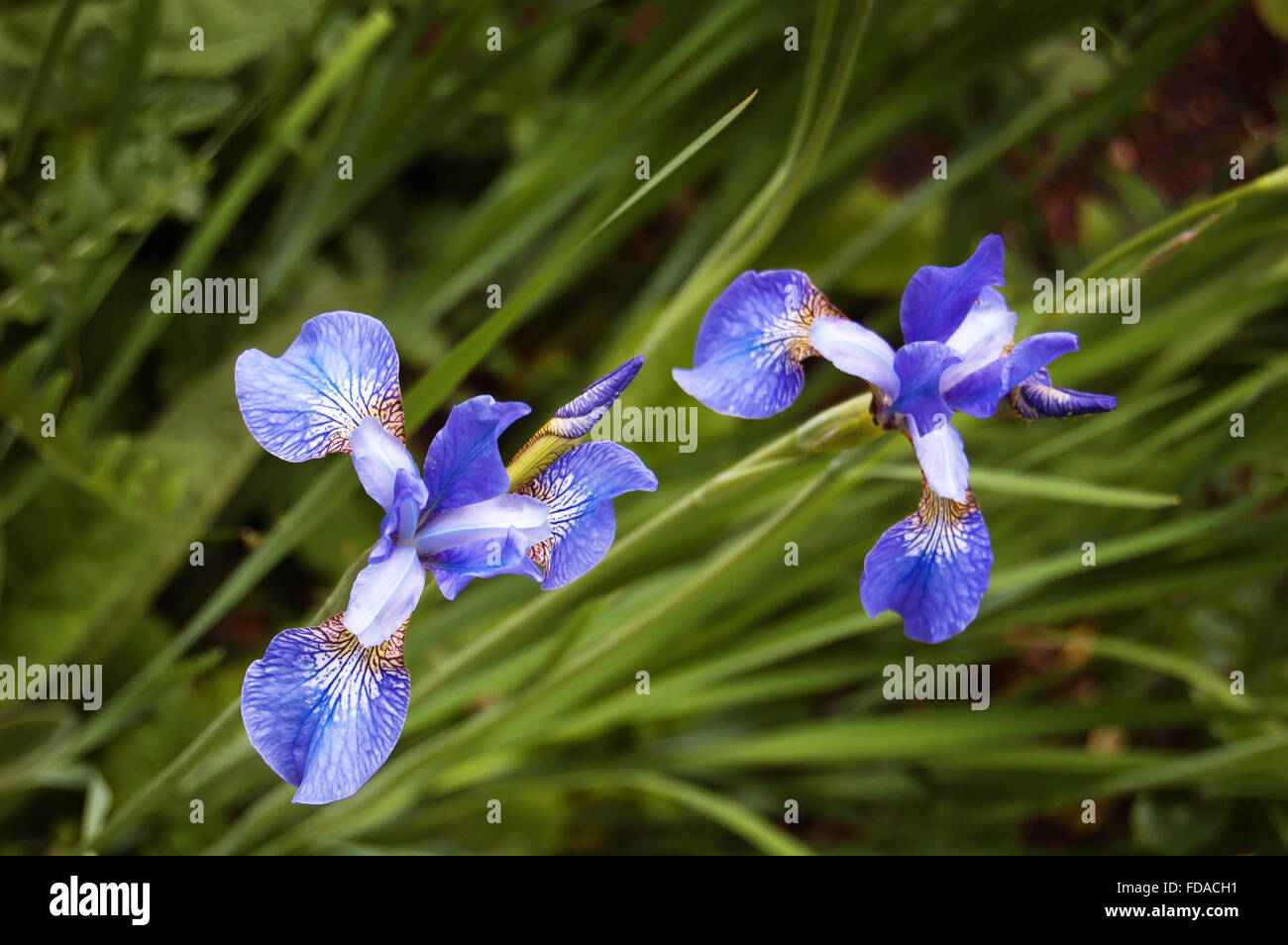 Iris Sibirica flowers growing wild amongst long grass Stock Photo