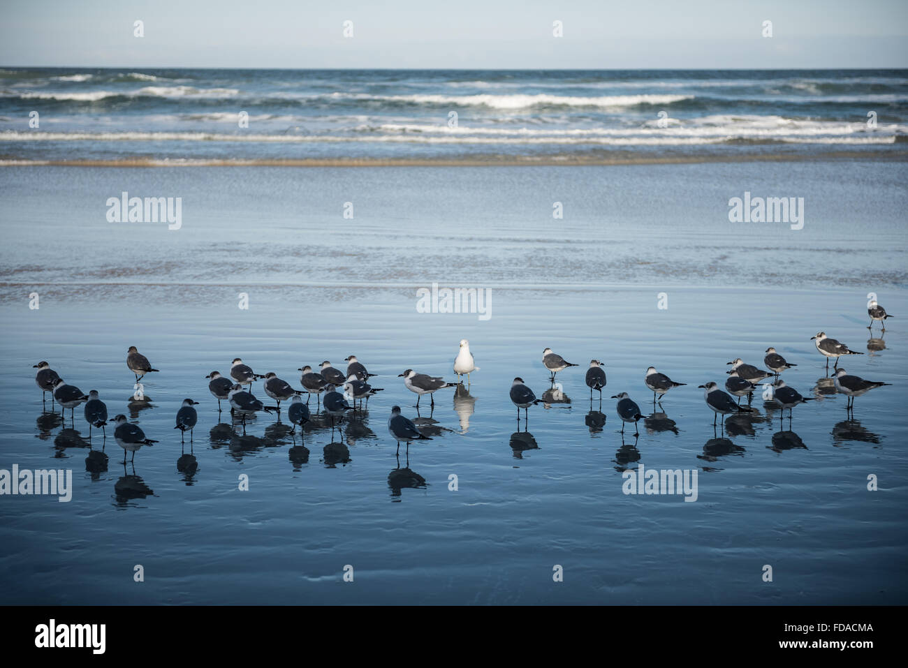 A lone white ring-billed gull standing amongst a flock of black and white laughing gulls on the shore, Daytona Beach, Florida. Stock Photo