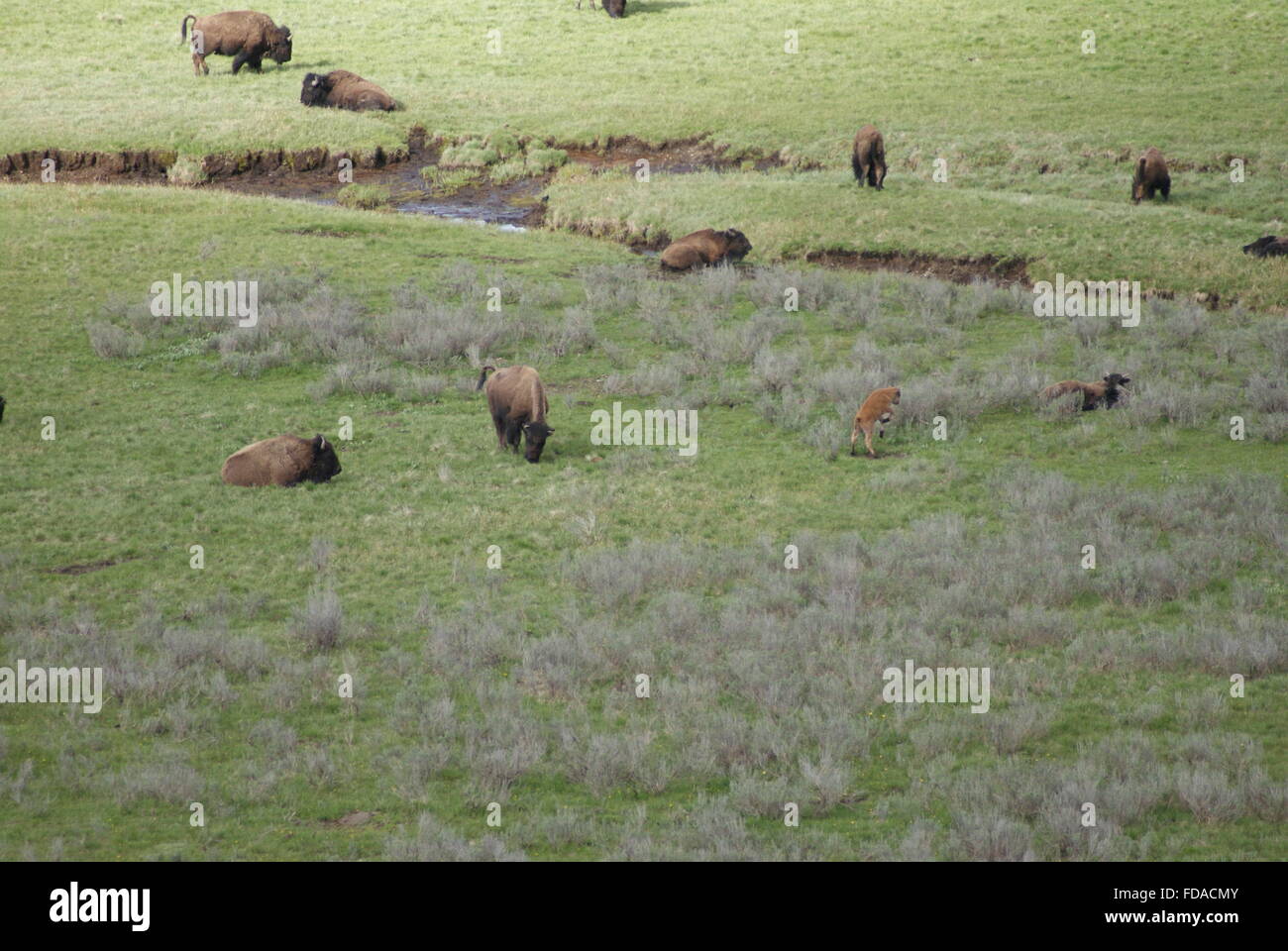 Spring time in the Yellowstone National Park with lot of American bison or buffalo roaming park. Stock Photo