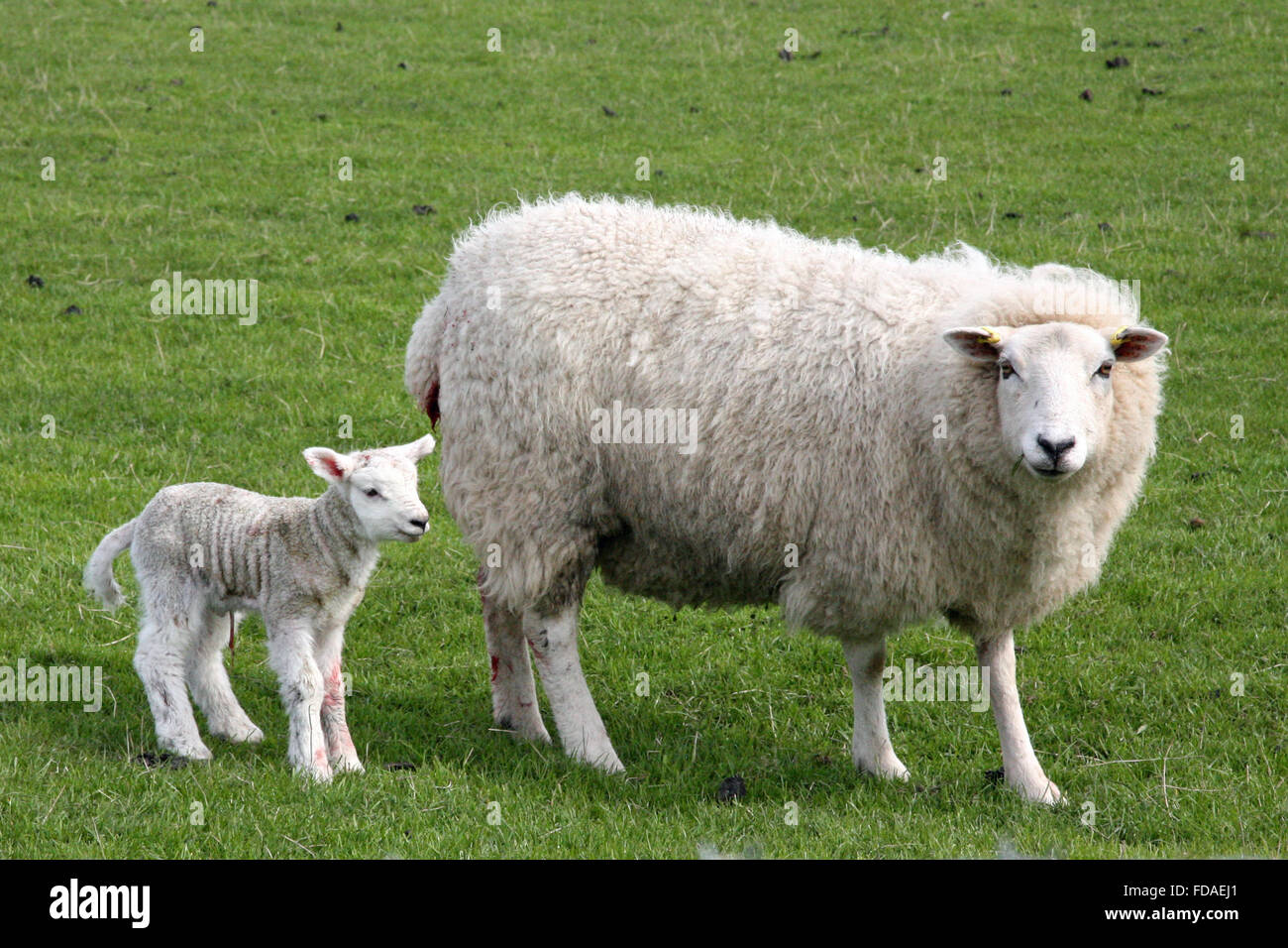 Newly born lamb with mother sheep, Ramsey, Isle of Man Stock