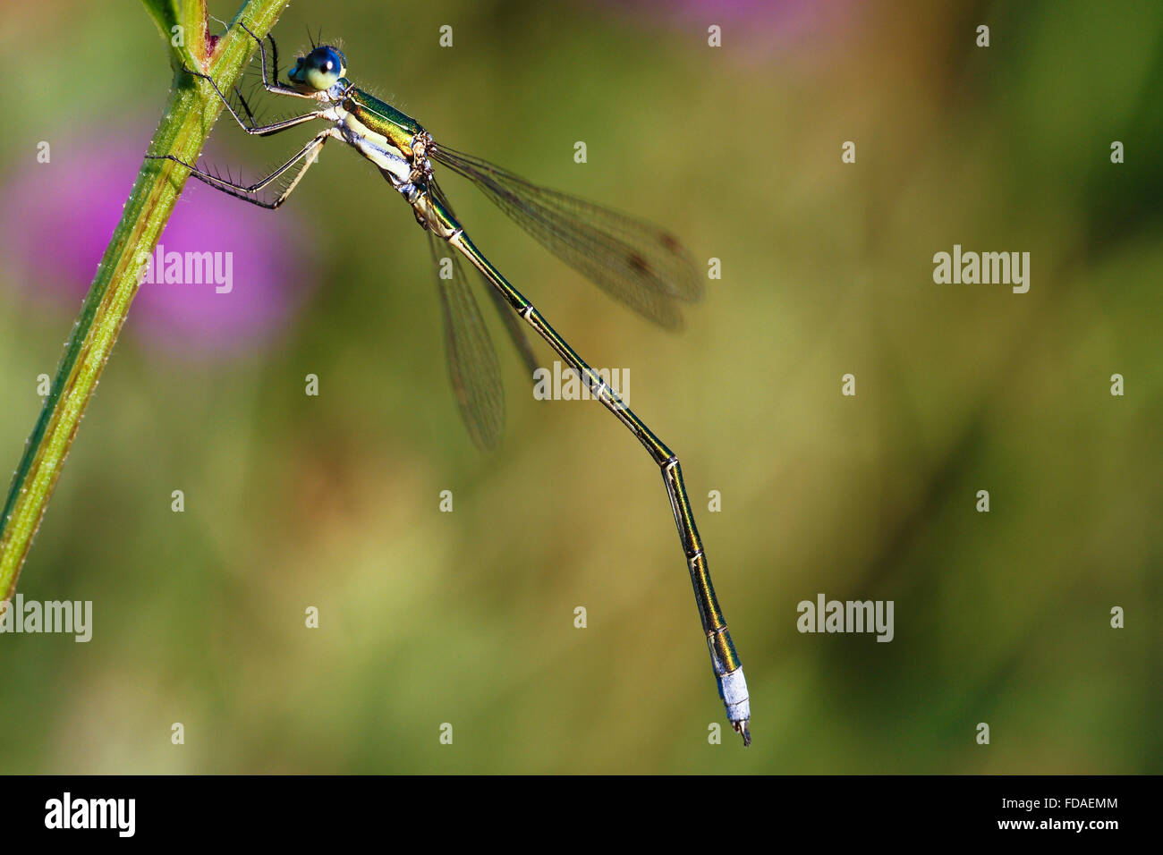 Emerald damselfly or common spreadwing (Lestes sponsa) on plant stem ...