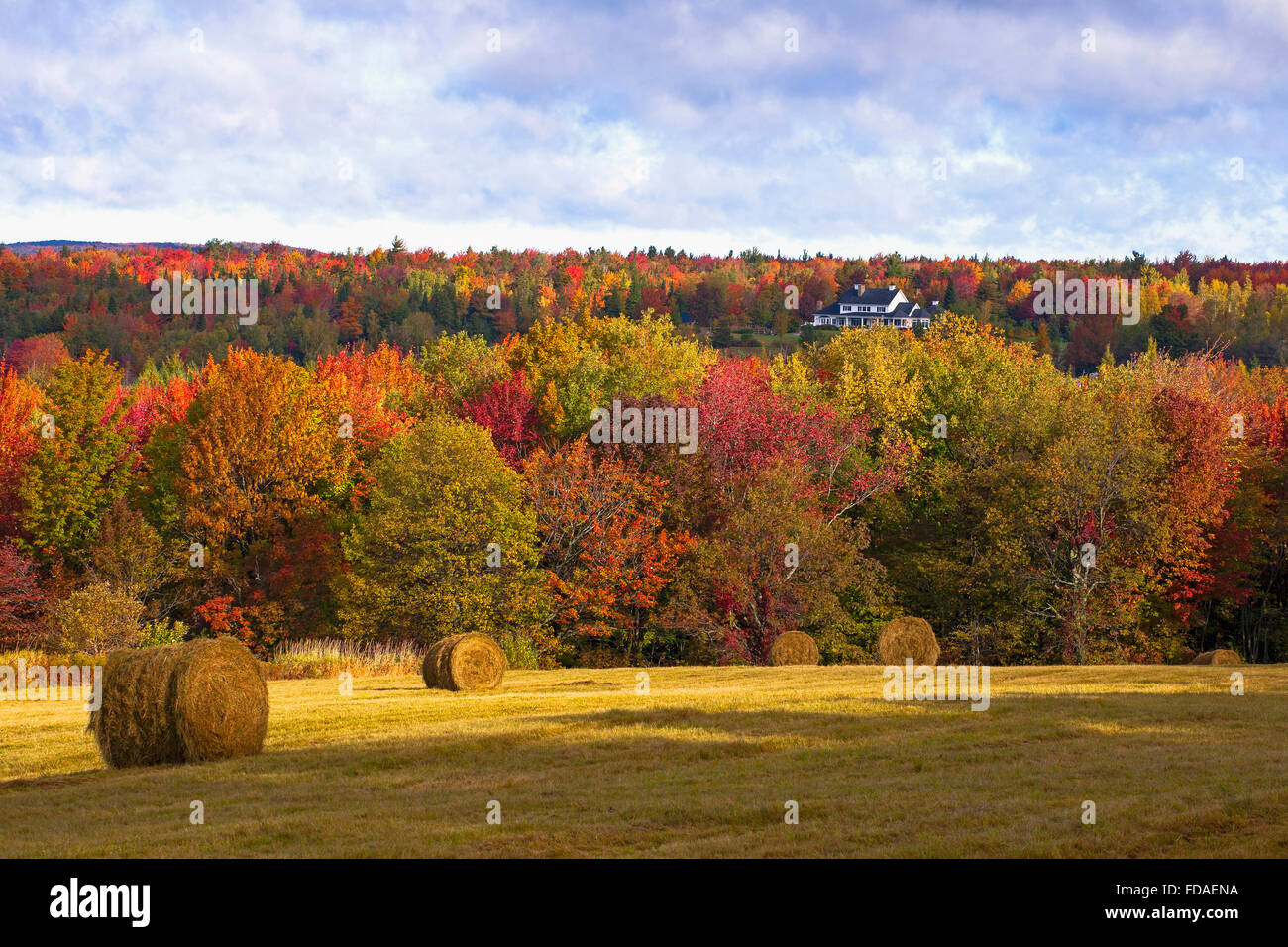 Early autumn hayfield, Eastern Townships, West Bolton, Quebec, Canada Stock Photo
