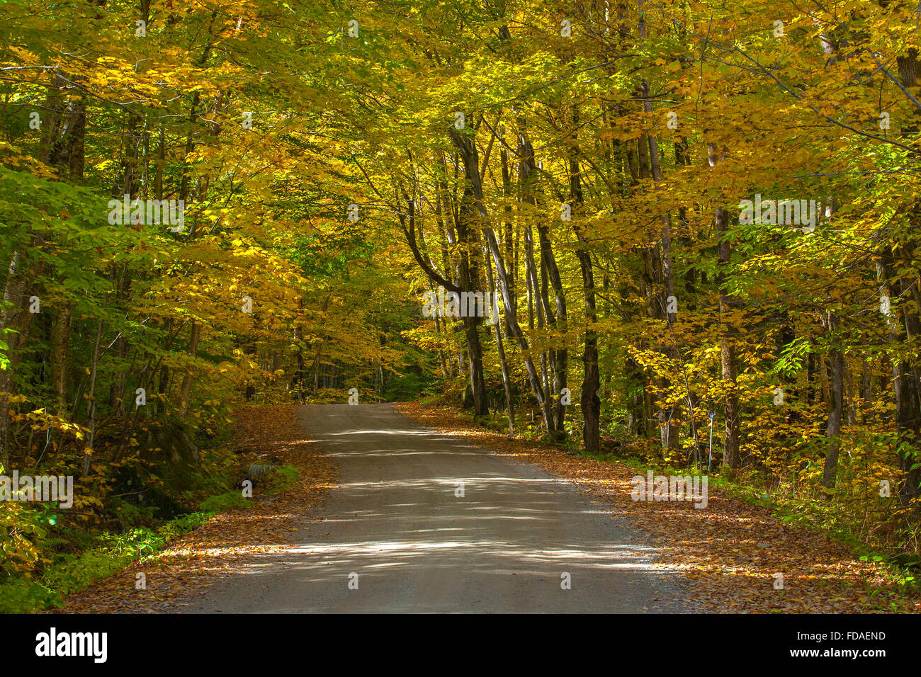 Dirt road, autumn, Eastern Townships, West Bolton, Quebec, Canada Stock Photo Alamy