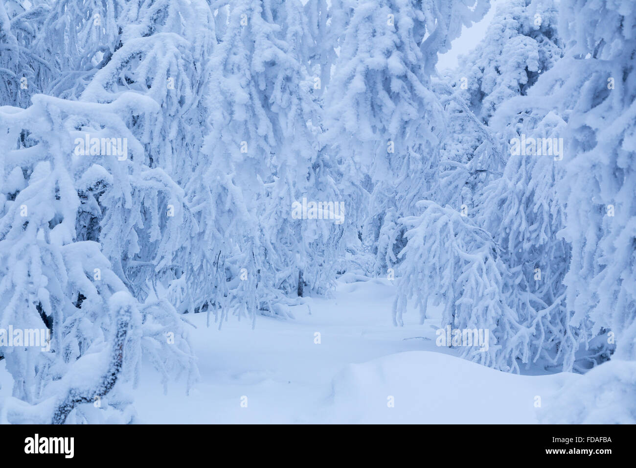 Snowy winter forest Stock Photo