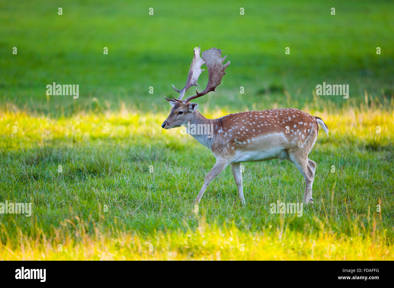 Fallow Deer (Dama dama) in a meadow, captive, Bavaria, Germany Stock Photo
