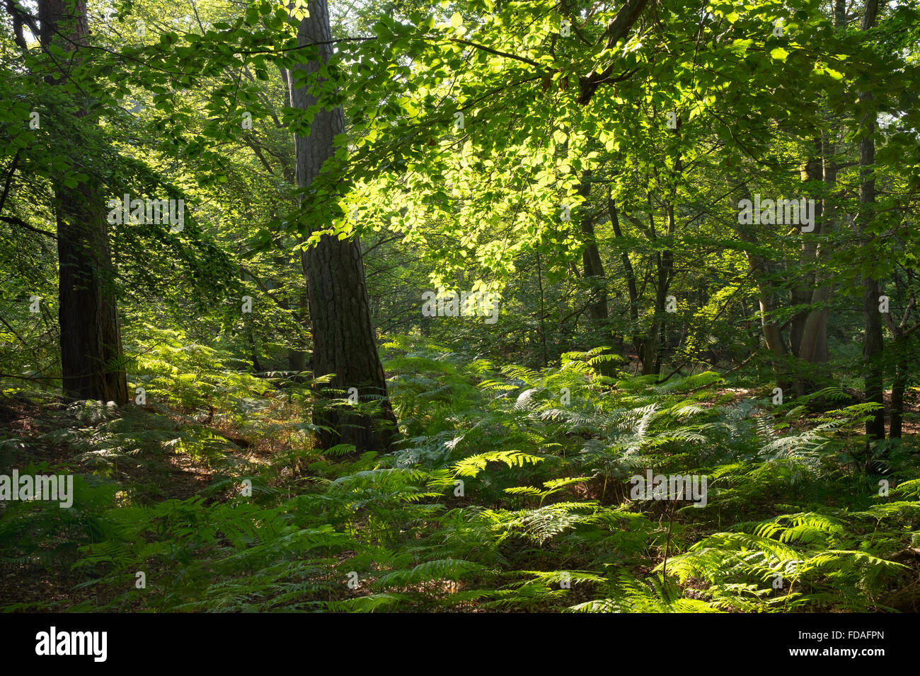 Mixed forest with bracken (Pteridium aquilinum), Darßwald forest, Darß, Fischland-Darß-Zingst, Western Pomerania Lagoon Area Stock Photo