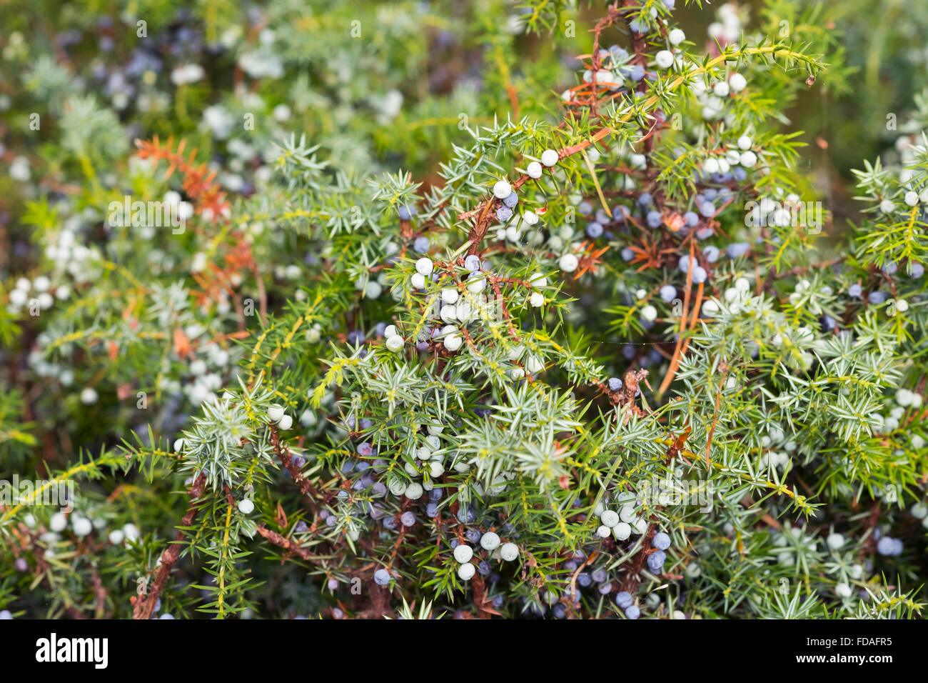 Common juniper (Juniperus communis) berries, Darß, Fischland-Darß-Zingst, Western Pomerania Lagoon Area National Park Stock Photo