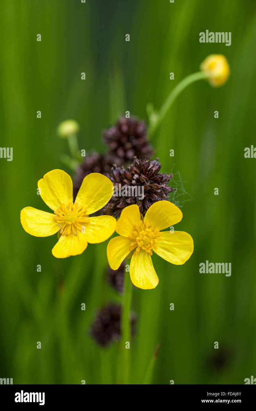 Meadow buttercup / tall buttercup / common buttercup / giant buttercup (Ranunculus acris) in flower Stock Photo