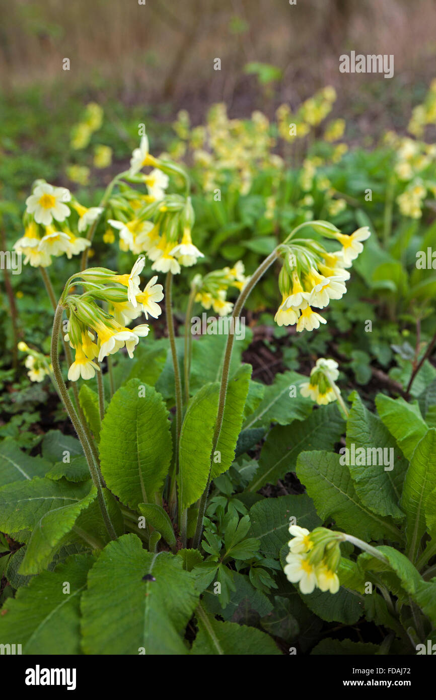 True oxlip (Primula elatior) in flower Stock Photo