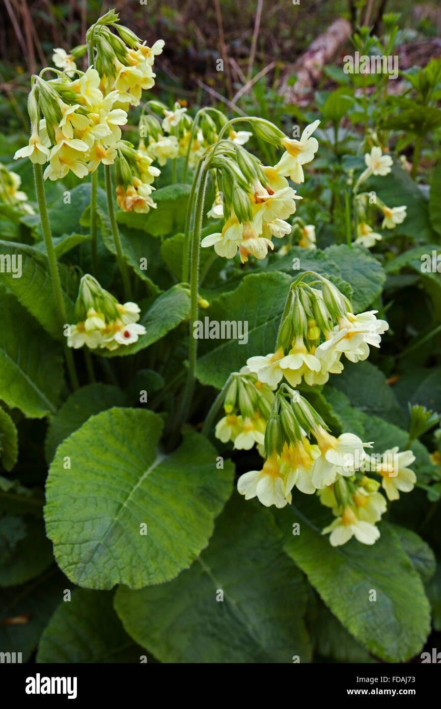 True oxlip (Primula elatior) in flower Stock Photo