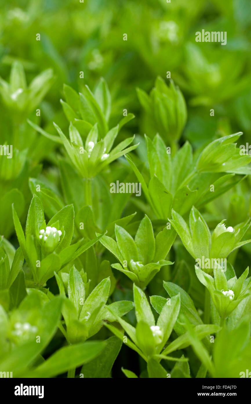 Sweetscented bedstraw / sweet woodruff (Galium odoratum / Asperula odorata) in flower Stock Photo