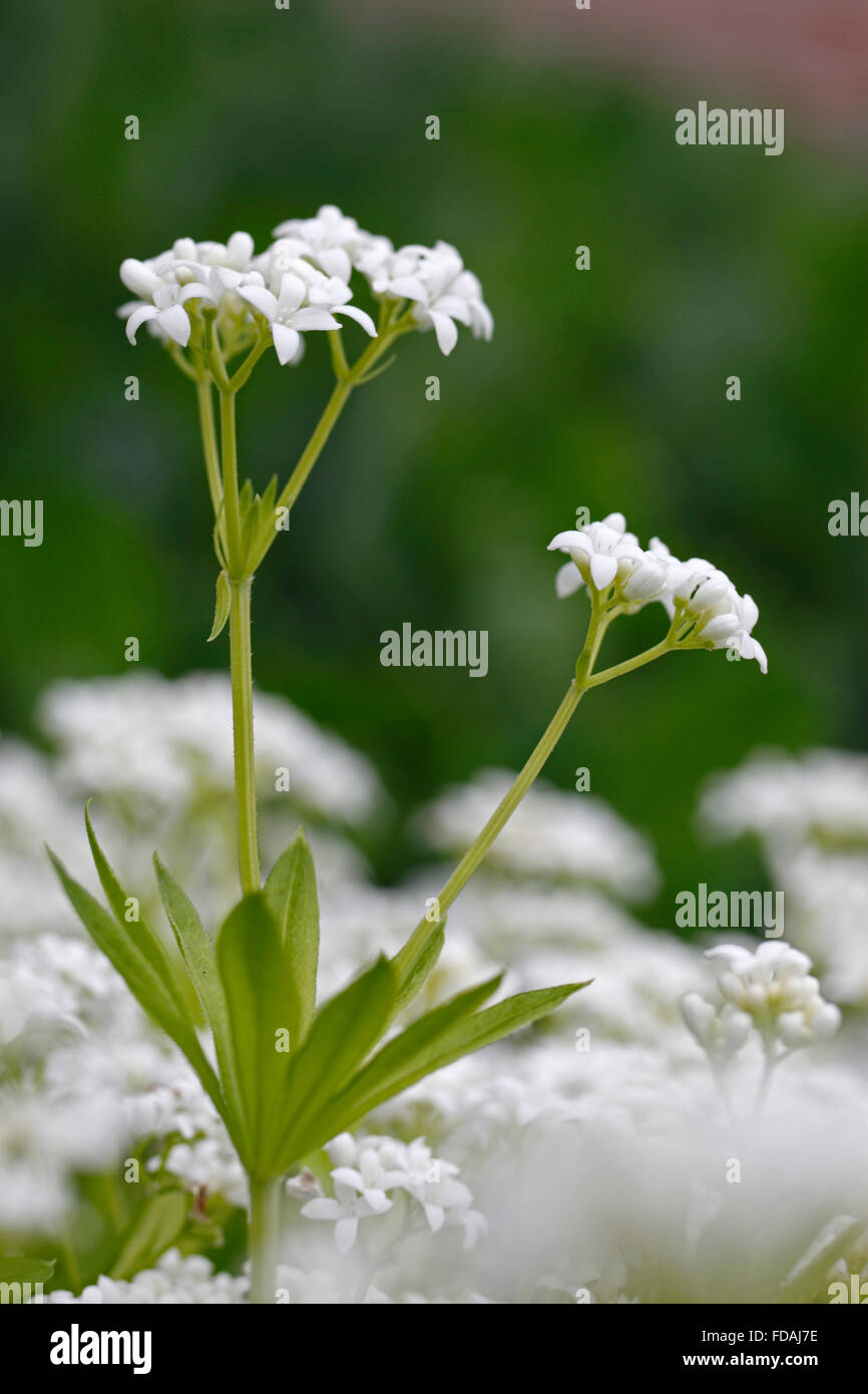Sweetscented bedstraw / sweet woodruff (Galium odoratum / Asperula odorata) in flower Stock Photo