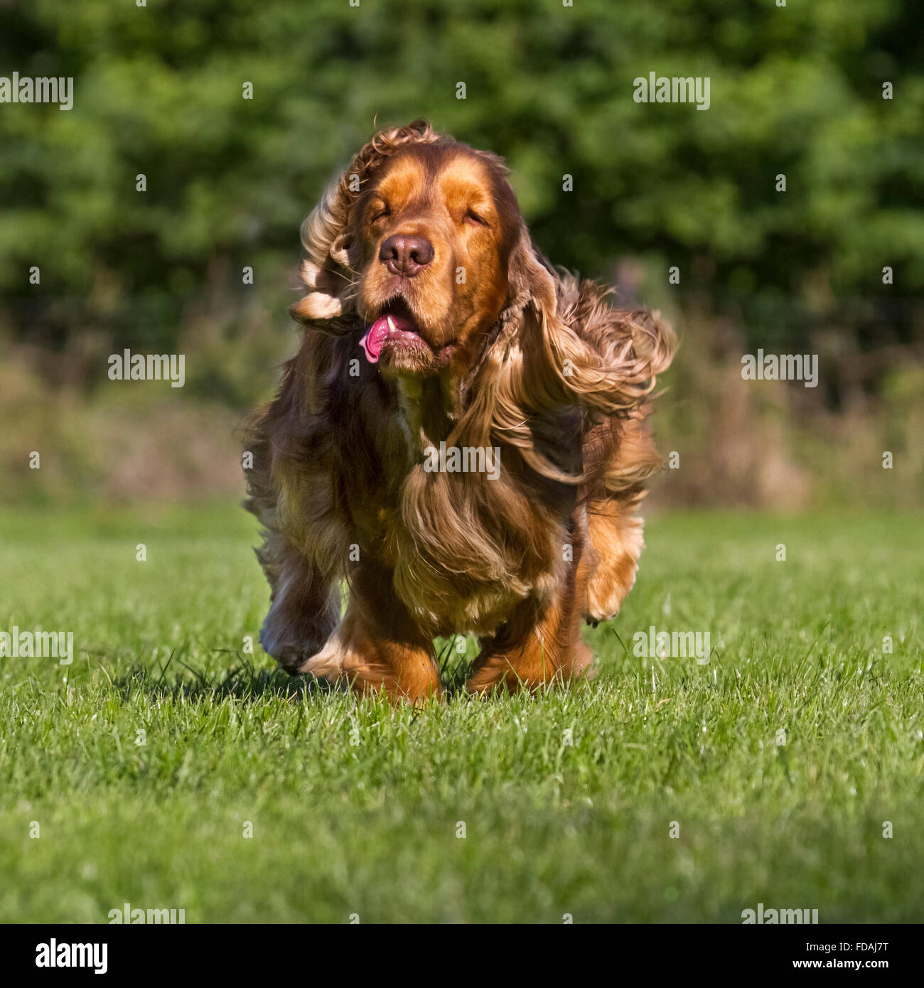 English Cocker Spaniel dog (Canis lupus familiaris) running in garden Stock Photo