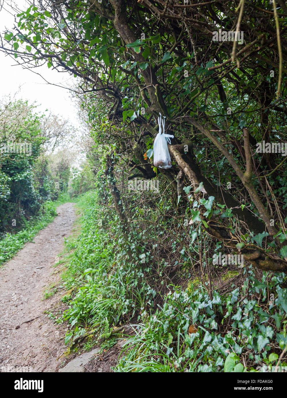 A poo bag hanging on a bush left by a dog walker Stock Photo