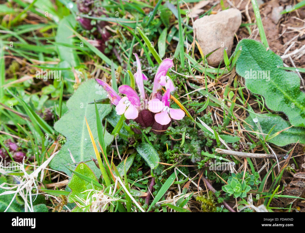 A wild Lousewort (Pedicularis sylvatica) flower Stock Photo