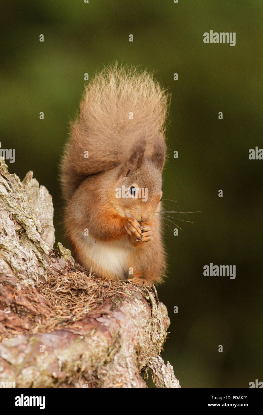 Eurasian red squirrel (Sciurus vulgaris) in caledonian Pine Forest.The Black Isle. Highland. Scotland. Stock Photo