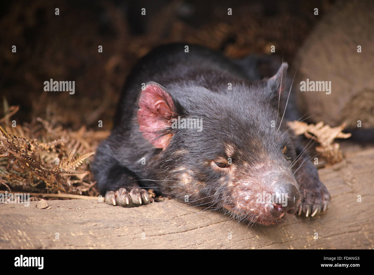 Tasmanian Devil at wildlife sanctuary in Tasmania Stock Photo