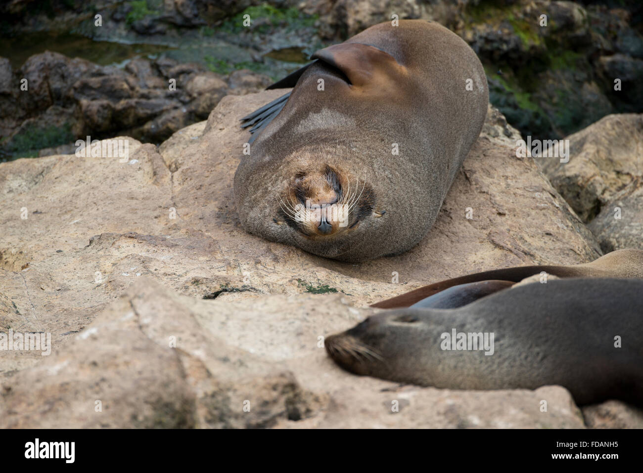 New Zealand, South Island, Dunedin, Otago Peninsula. New Zealand fur seals (Arctocephalus forsteri). Stock Photo