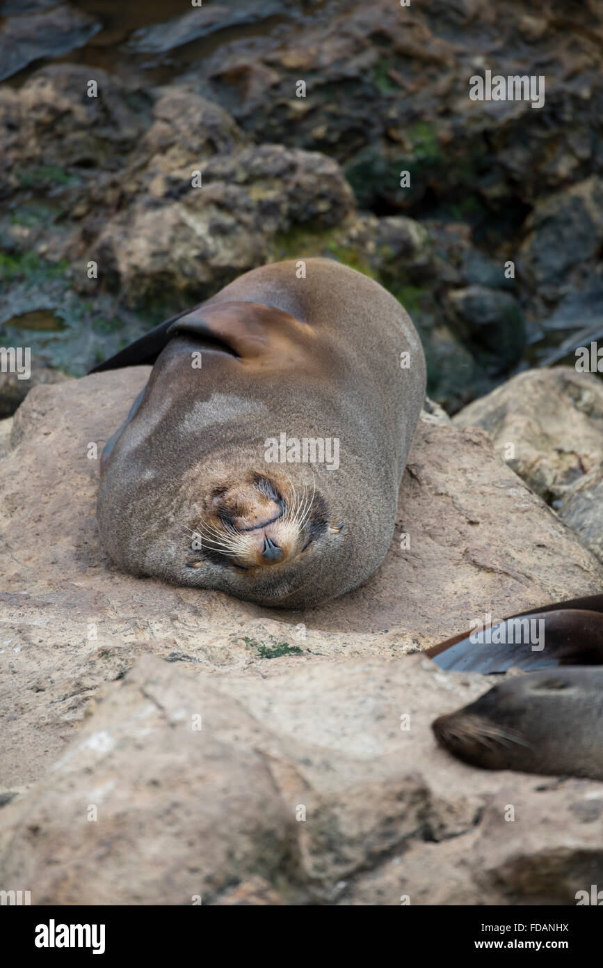 New Zealand, South Island, Dunedin, Otago Peninsula. New Zealand fur seals (Arctocephalus forsteri). Stock Photo