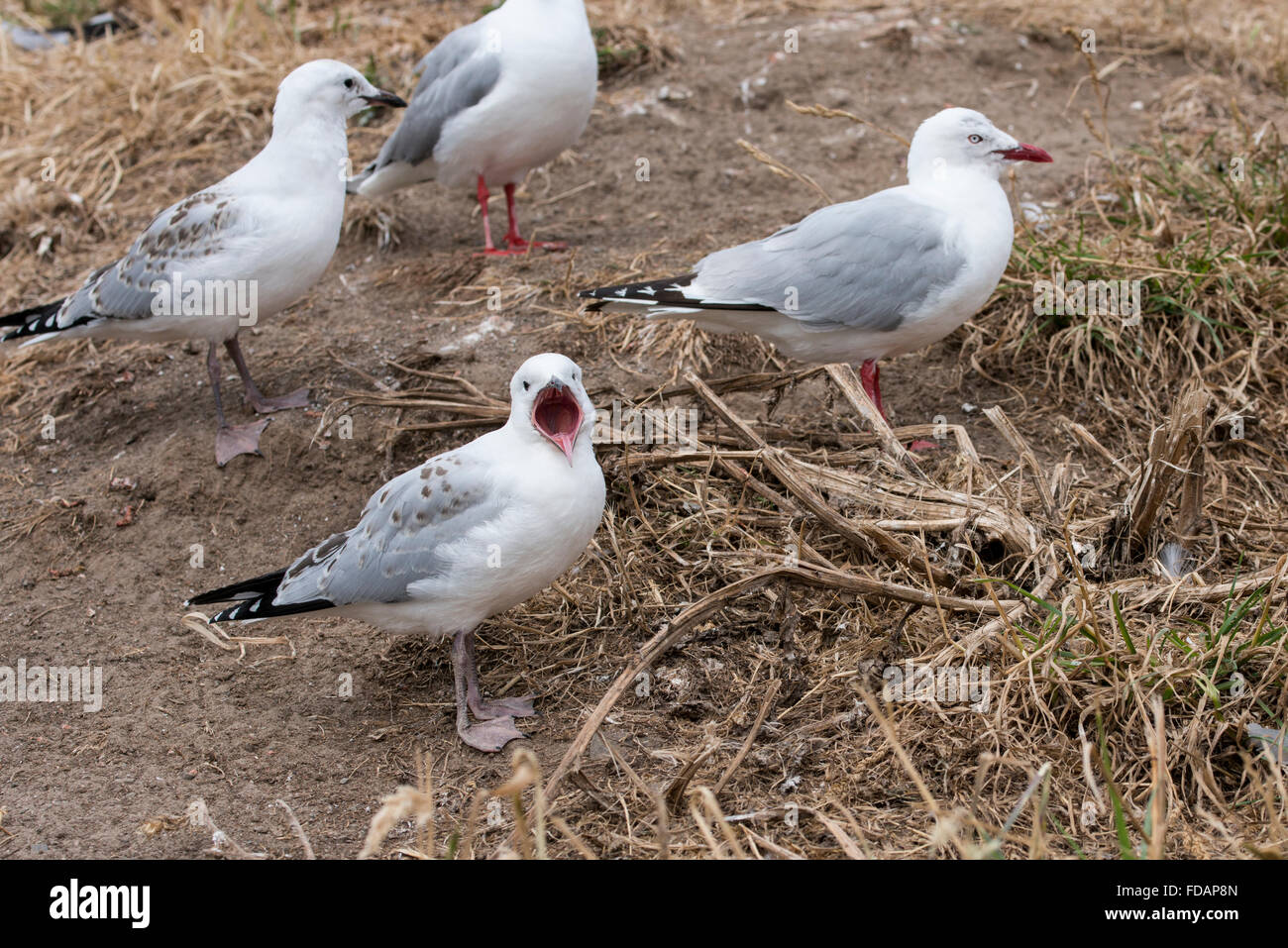 New Zealand, South Island, Dunedin, Otago Peninsula. Red-billed gull juvenile begging for food (Chroicocephalus scopulinus) Stock Photo