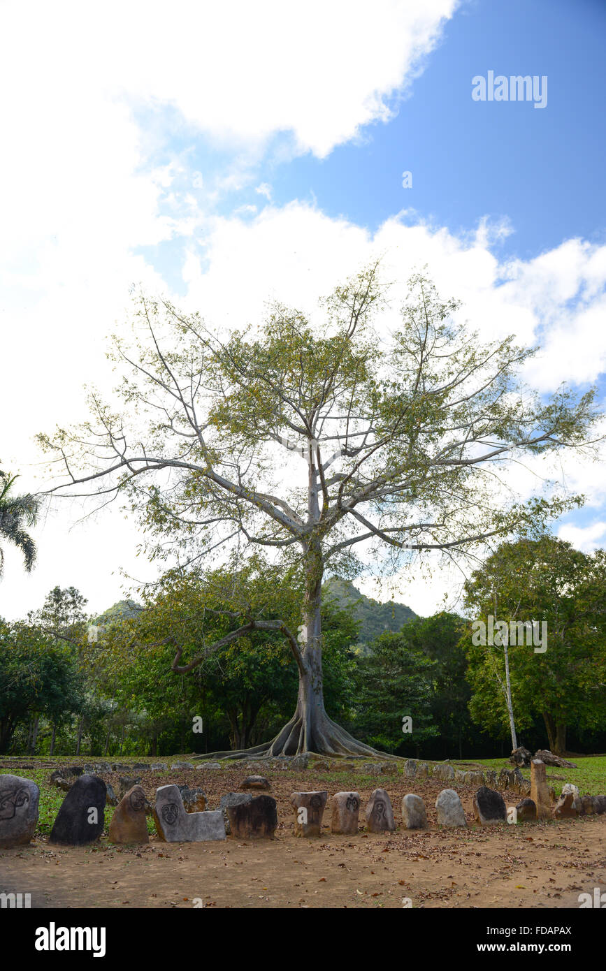 Majestic tree and rock carved petroglyphs at Caguana Indigenous Ceremonial Center. Utuado, Puerto Rico. Caribbean Island. Stock Photo