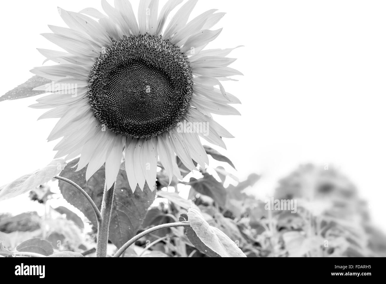 Black & White Sunflower Flower Stock Photo