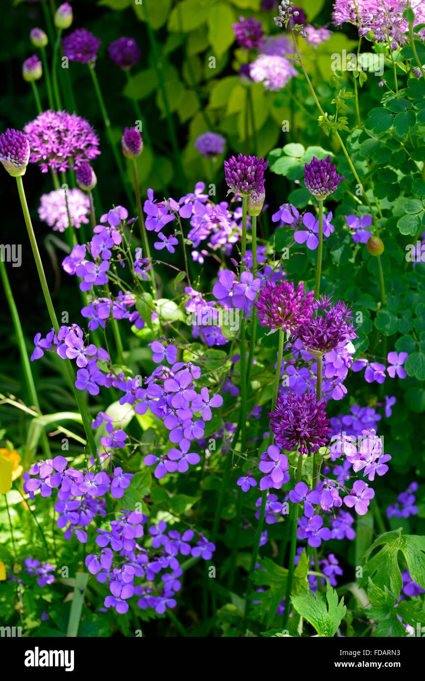 hesperis matronalis allium purple flowers flowering spring garden bloom RM Floral Stock Photo