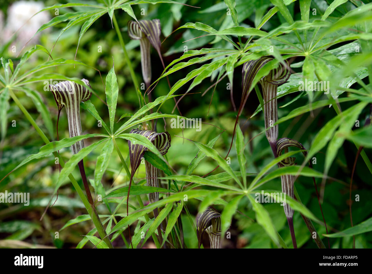 arisaema consanguineum wood woodland shade shady shaded garden gardening foliage architectural plant RM Floral Stock Photo