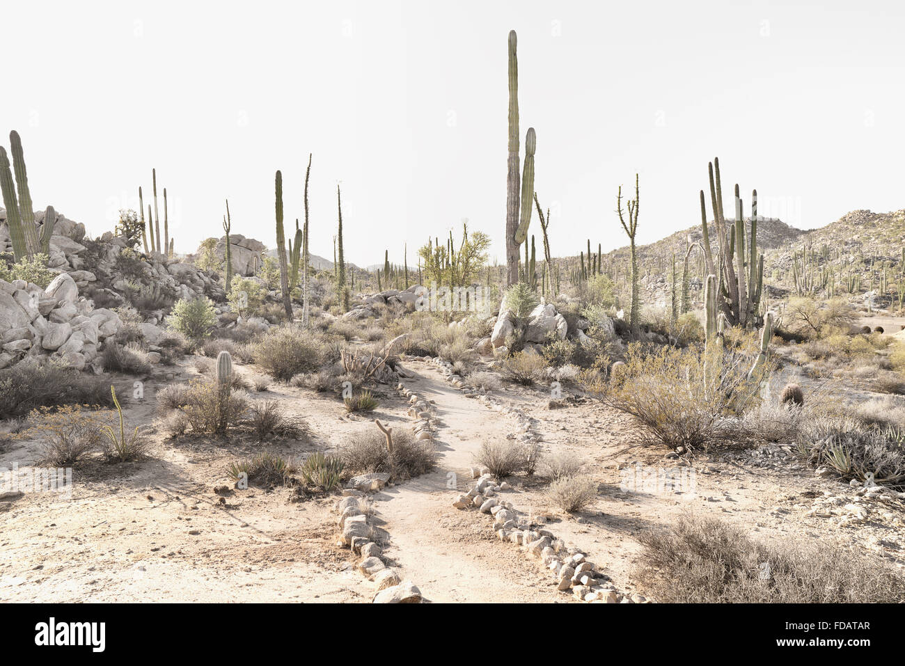 Desert trail in Baja California, Mexico Stock Photo