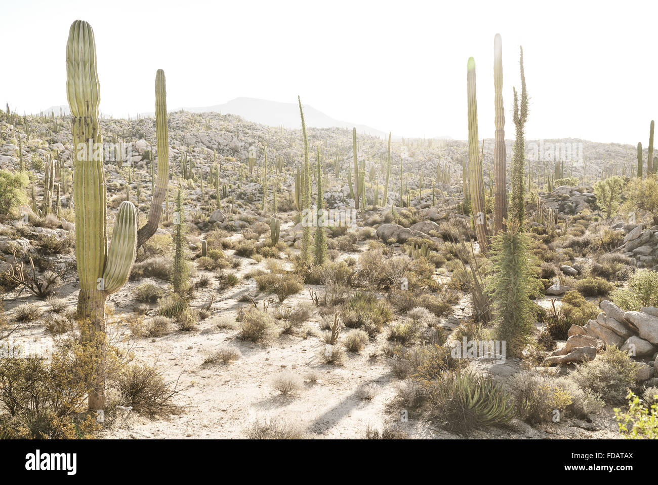 Desert cacti in Baja California, Mexico Stock Photo