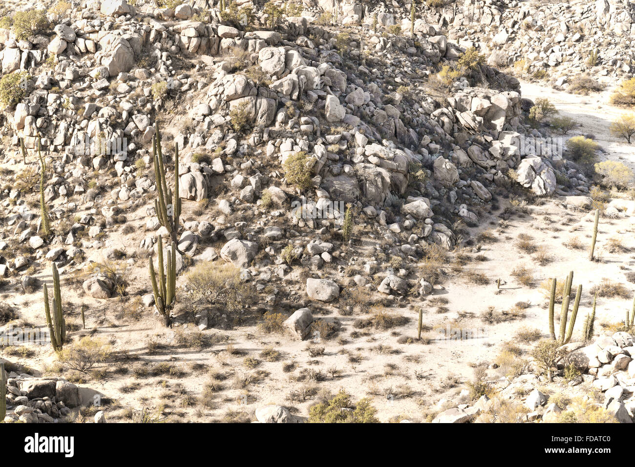 Baja California Desert Stock Photo