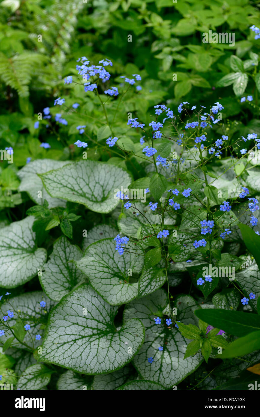 Brunnera macrophylla jack frost Heartleaf brunnera Siberian bugloss ...