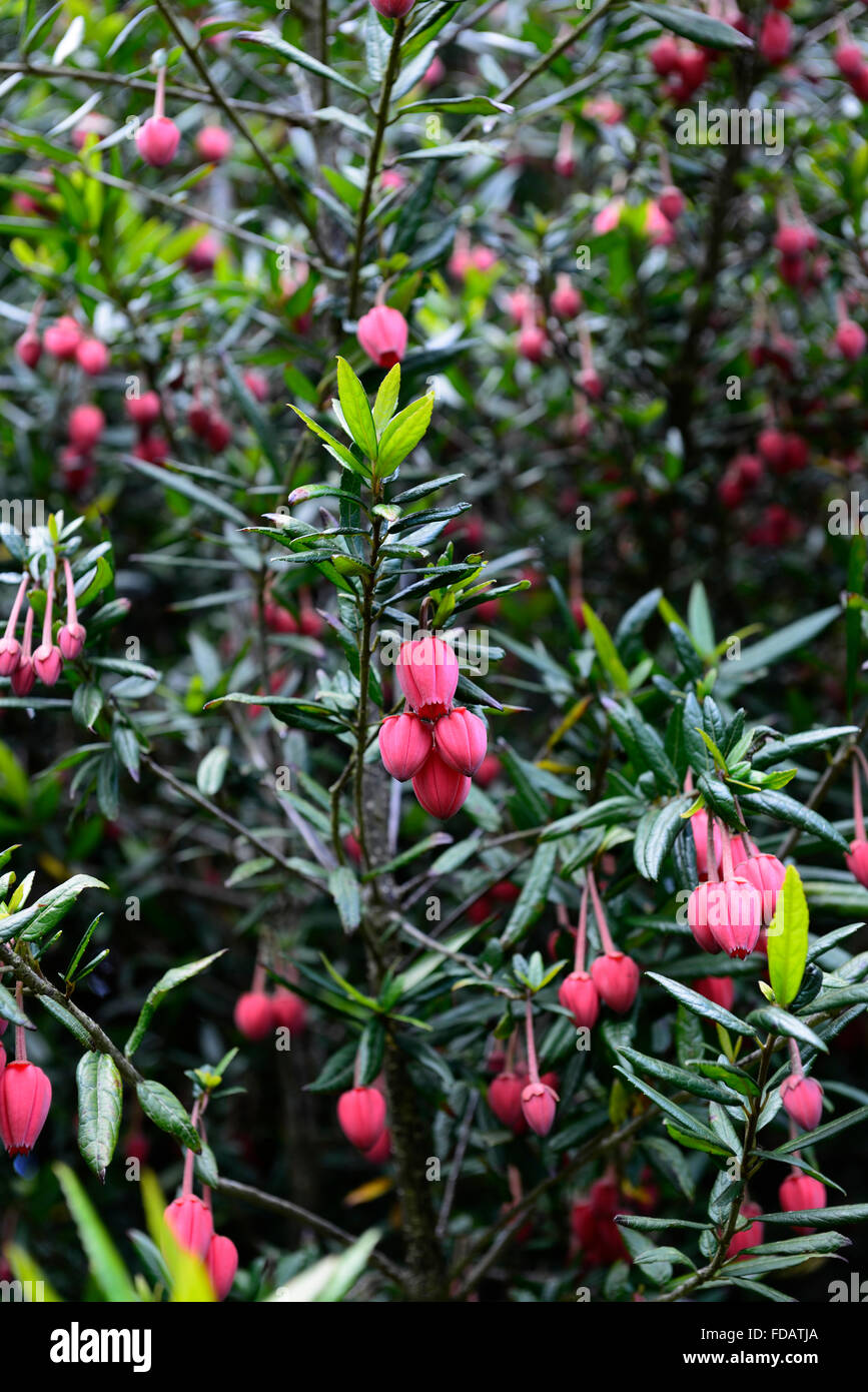 crinodendron hookerianum Chinese Lantern Tree red flower flowers