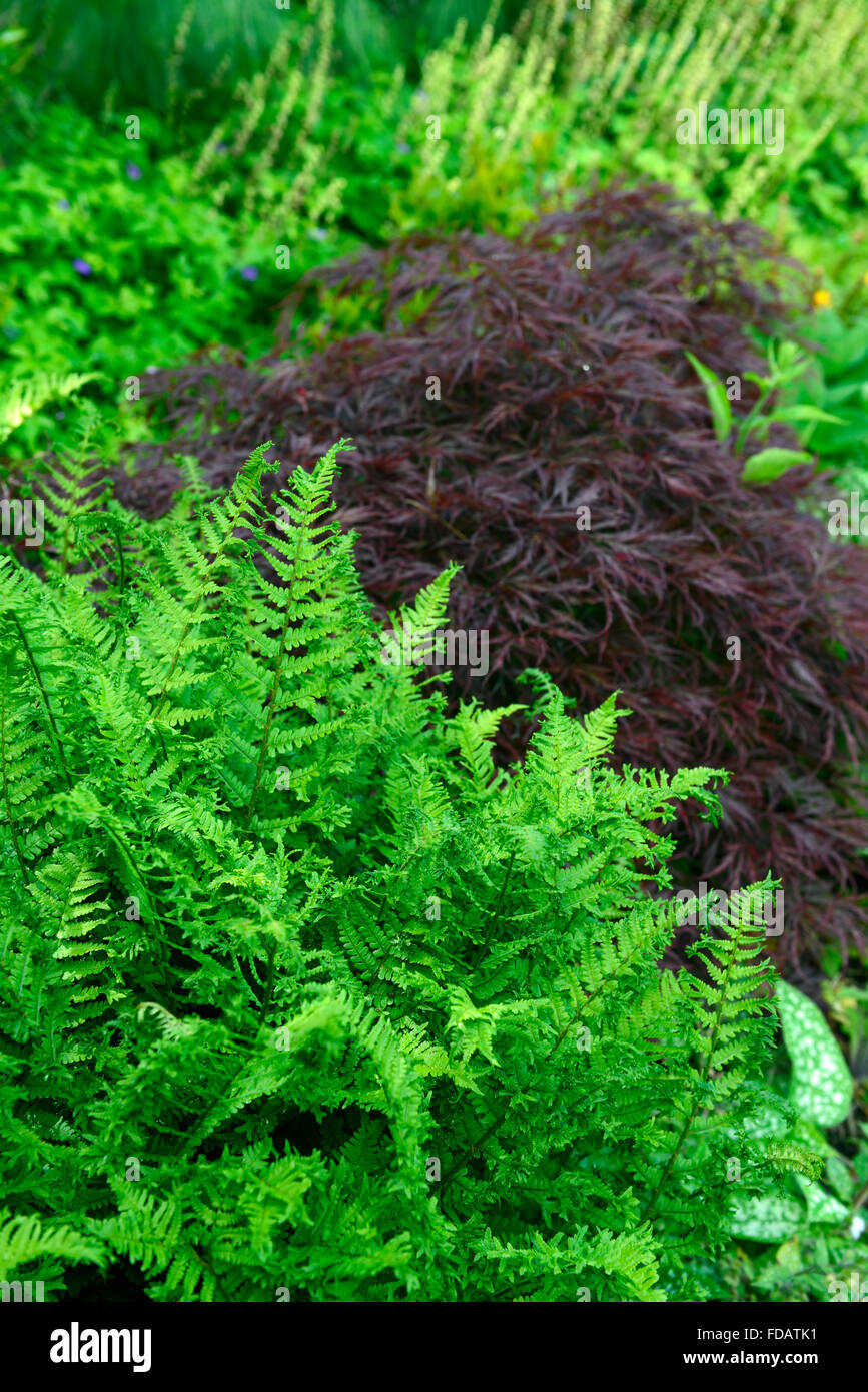 Dryopteris affinis Cristata The King Acer palmatum dissectum green purple foliage leaves planting scheme RM Floral Stock Photo