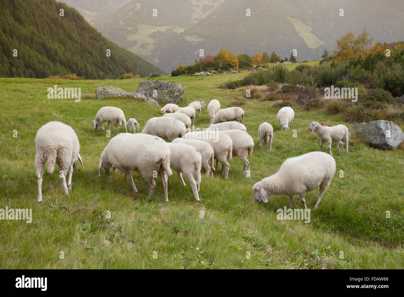 flock of sheep in an italian mountain pasture Stock Photo - Alamy